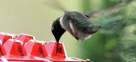 Ant Proof Hummingbird Feeder Outdoor Hanging Perch