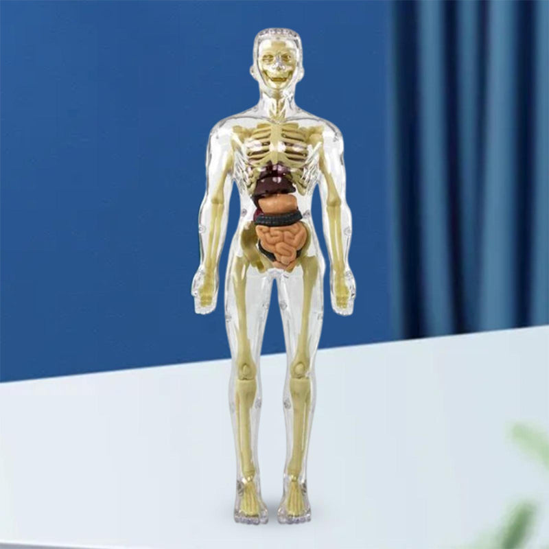 3d Human Body Torso Model for Kids | Anatomy Model Skeleton