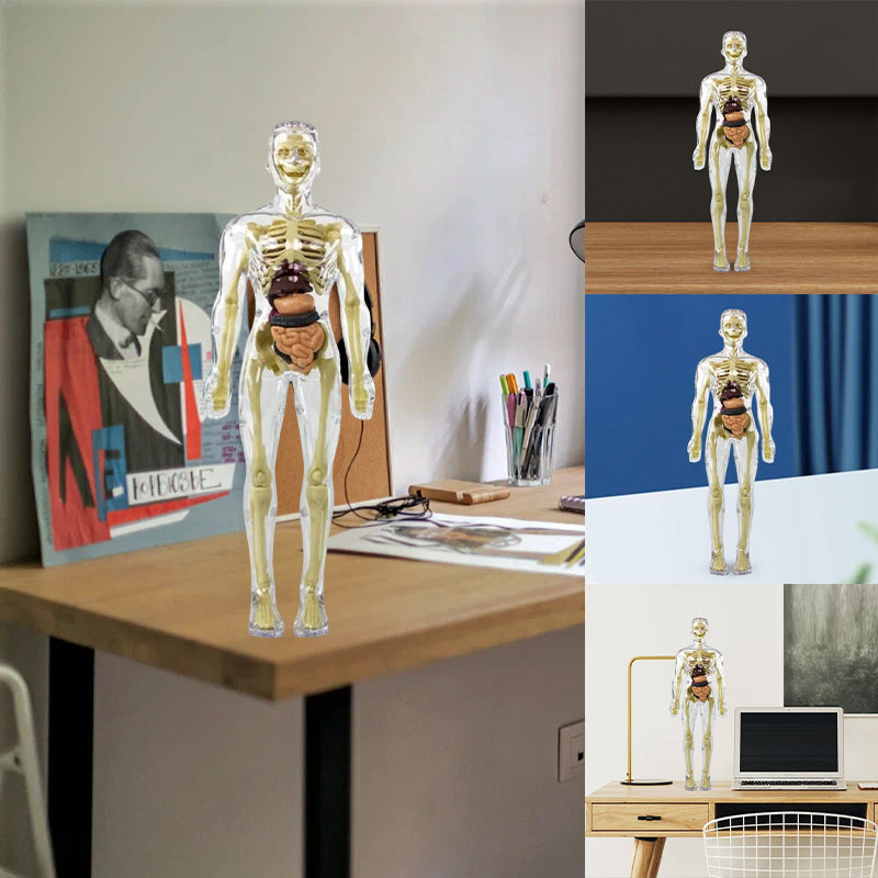 3d Human Body Torso Model for Kids | Anatomy Model Skeleton