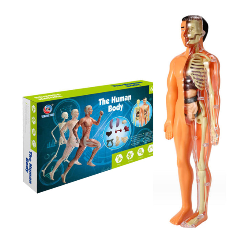 3d Human Body Torso Model for Kids | Anatomy Model Skeleton