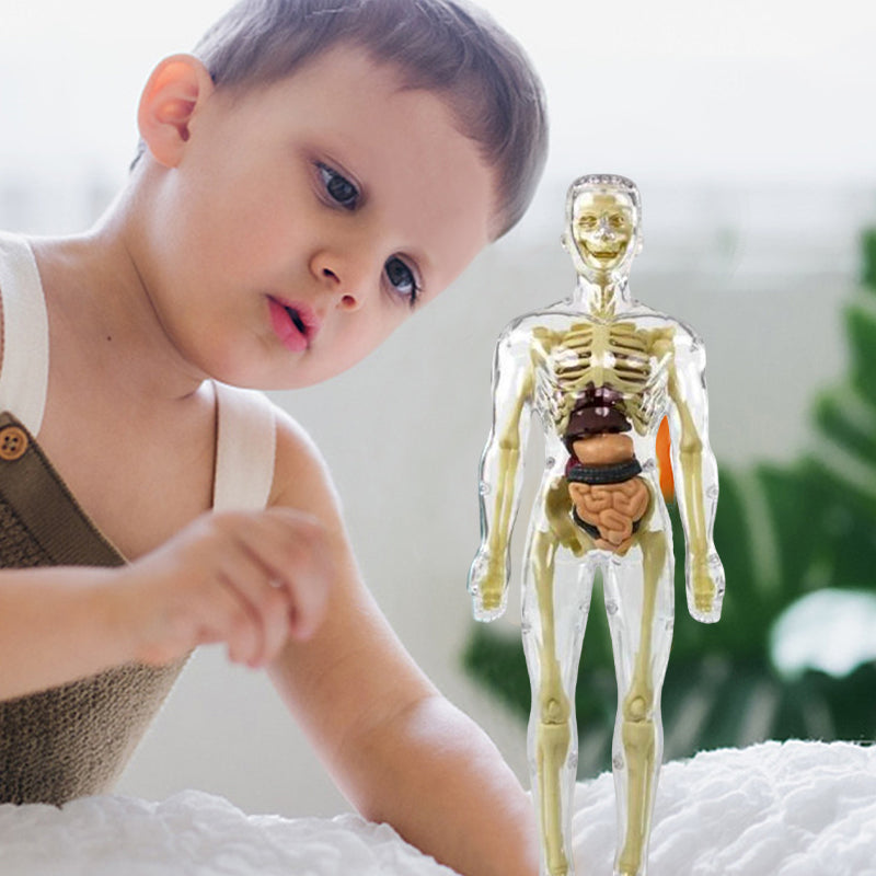 3d Human Body Torso Model for Kids | Anatomy Model Skeleton