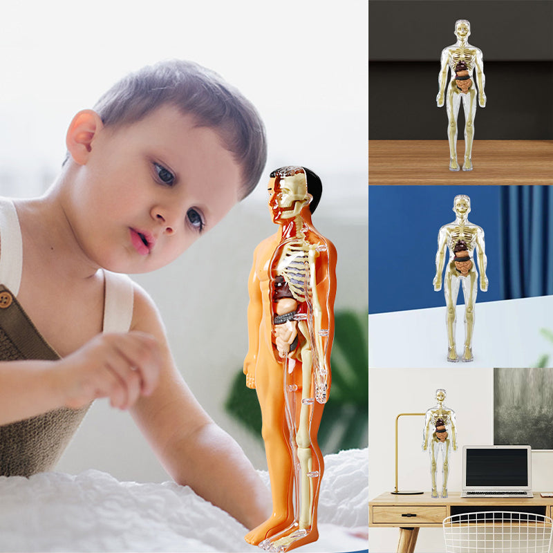 3d Human Body Torso Model for Kids | Anatomy Model Skeleton