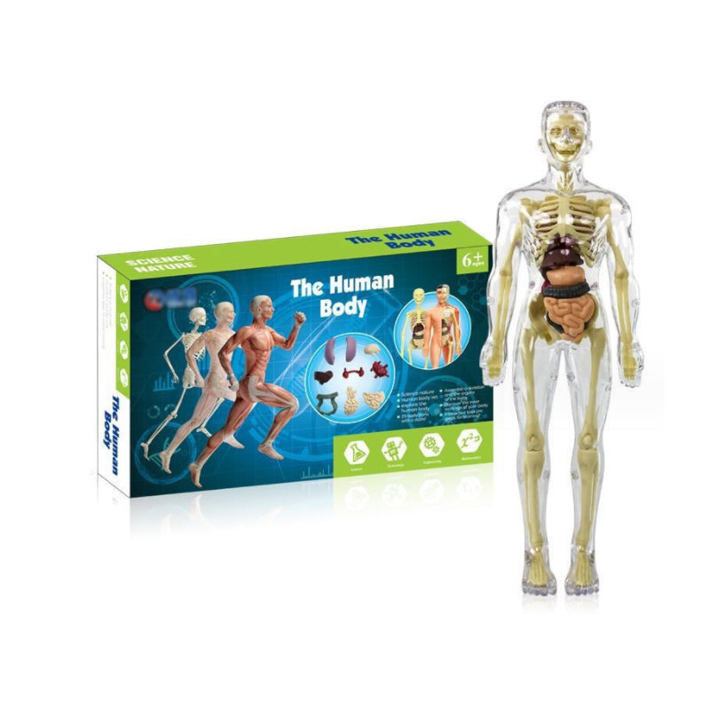 3d Human Body Torso Model for Kids | Anatomy Model Skeleton